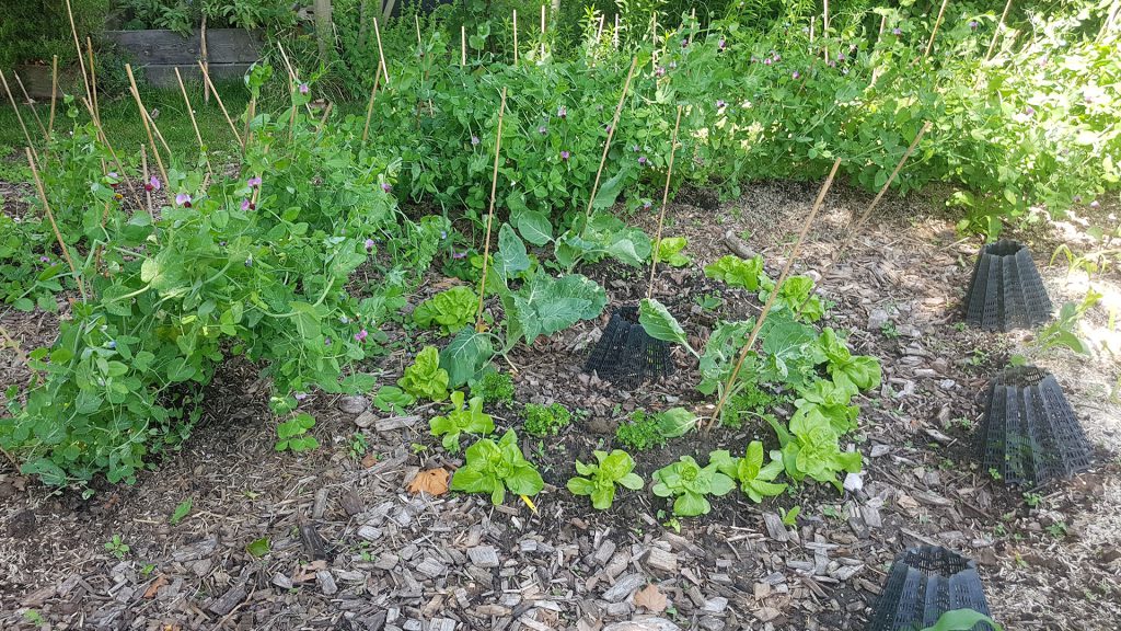 Jardin partagé insertion Lille
