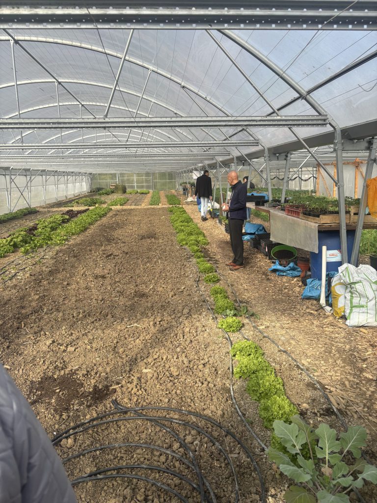 Serre de la ferme urbaine bio insertion lille